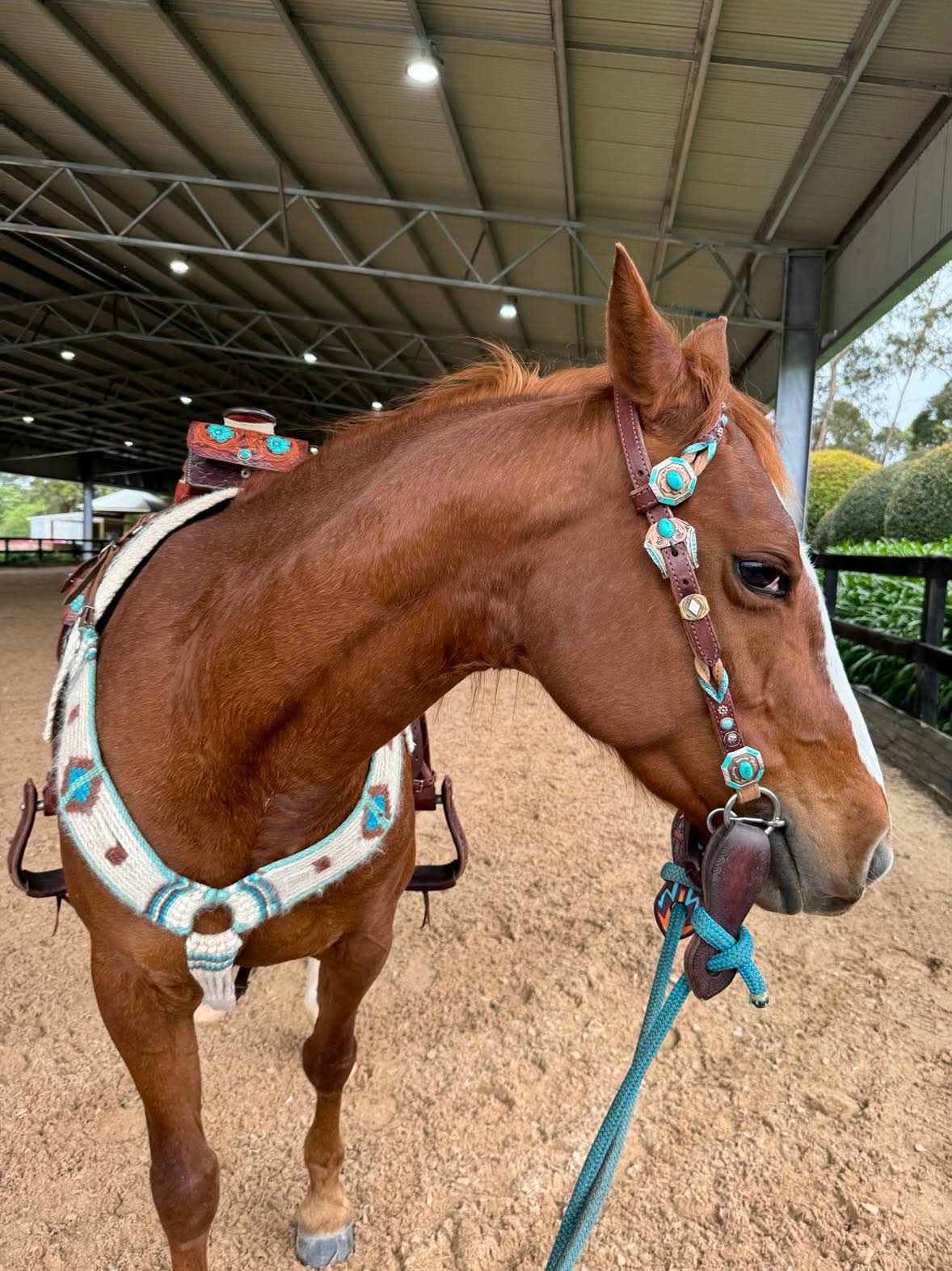 Browband piece for Vanessa